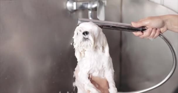 Máltai kutya. A mesternek van egy kutyája a hajvágásra.. — Stock videók