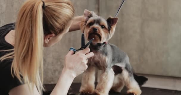 Professionell frisyr hund Yorkshire Terrier i grooming salongen. — Stockvideo