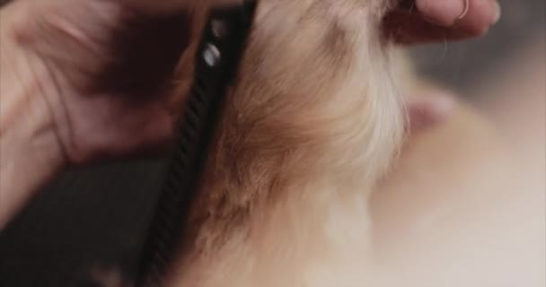 Yorkshire corte de cabelo no salão de beleza para animais . — Vídeo de Stock