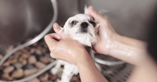Maltański pies. Pan ma psa do strzyżenia włosów.. — Wideo stockowe