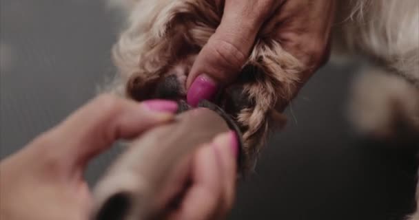 Coupe de cheveux Yorkshire dans le salon pour animaux. — Video