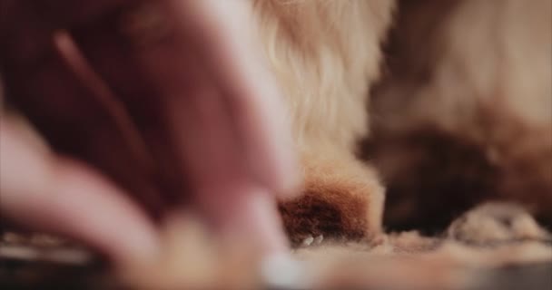 동물용 미용실 에서의 요크셔 이발. — 비디오