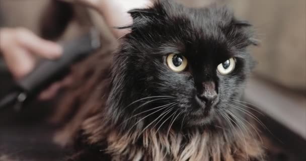 Kapsel van een zwarte kat in de salon. — Stockvideo