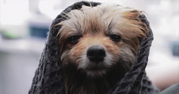 タオルにぬれた犬。スピッツ洗浄。動物を助ける. — ストック動画