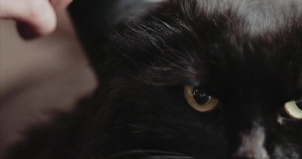 Taglio di capelli di un gatto nero nel salone. — Video Stock