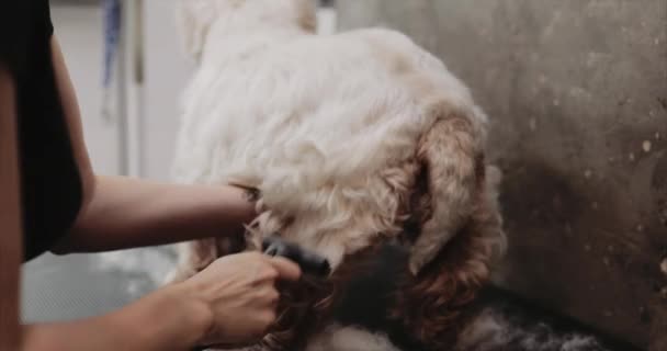 Grooming salon. Caring for a little friend. — Stock Video