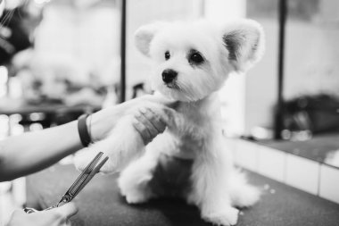 Beyaz bir köpeğin saç kesimi. Güzel ve komik bir köpek. Malta köpeği.