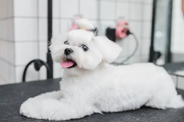 Coupe de cheveux d'un petit chien blanc. Beau et drôle chien. Chien maltais — Photo