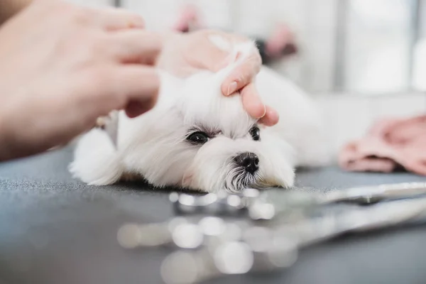 Coupe de cheveux d'un petit chien blanc. Beau et drôle chien. Chien maltais — Photo