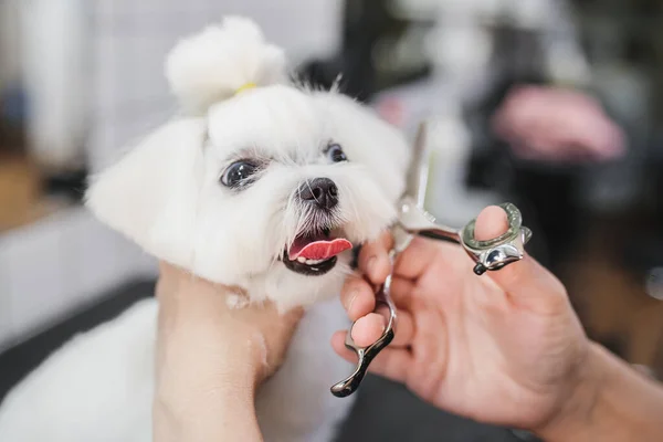 Taglio di capelli di un cagnolino bianco. Bellissimo e divertente cane. Cane maltese — Foto Stock