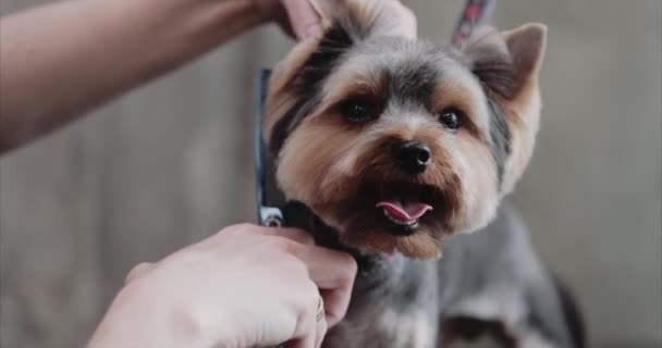 Grooming salon. Caring for a little friend. — Stock Video