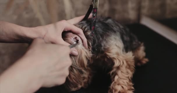 Verzorgingssalon. Zorgen voor een kleine vriend. — Stockvideo