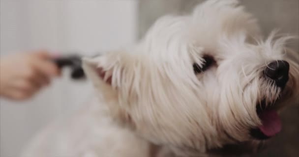 Trocknen und Styling von Hundehaaren. — Stockvideo