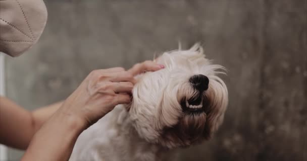 Grooming Salon. Fürsorge für einen kleinen Freund. — Stockvideo