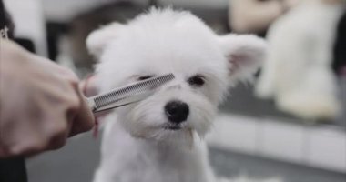Malta köpeği. Hayvan bakımı..