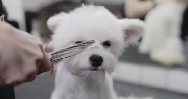 Malteser Hund. Tierpflege. — Stockvideo