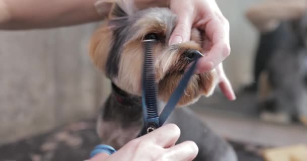 Cane da taglio professionale Yorkshire Terrier nel salone di toelettatura. — Video Stock