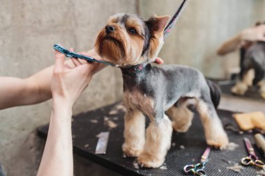 Bir köpeğin makasıyla son makas kesme işlemi. Bir köpek görünümünün namlusu