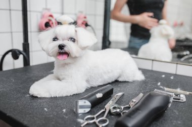 Kuaförde Malta köpeği. Küçük gülümseyen köpek.
