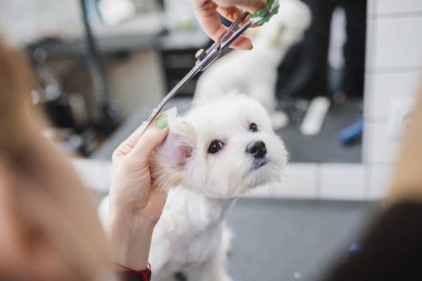 Kuaförde Malta köpeği. Küçük gülümseyen köpek.