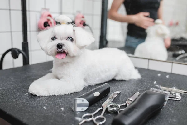 Maltesisk hund på grooming salong. Lilla leende hund. — Stockfoto