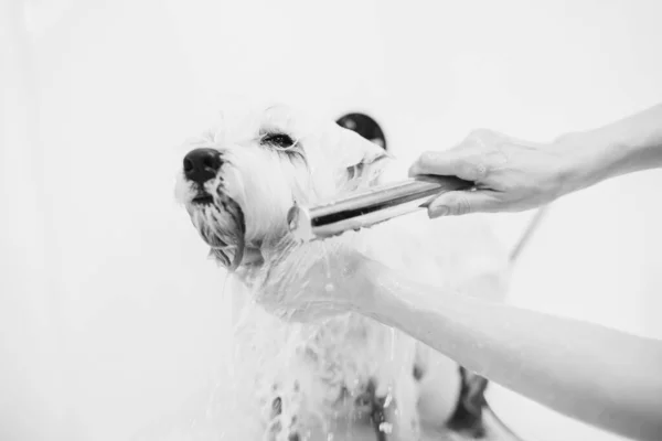 Bathing the dog. Care and help for little friends. — Stock Photo, Image