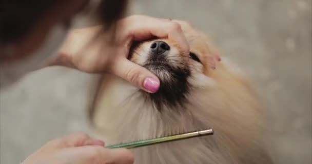Baden, pflegen, Hunde trocknen im Pflegesalon. Tierpflege. — Stockvideo