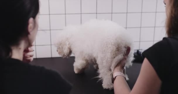 Bad, grooming, torkning hundar i grooming salongen. Djurvård. — Stockvideo
