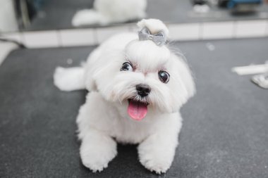 Kuaförde Malta köpeği. Küçük gülümseyen köpek.