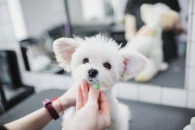 Tımar ve banyo yapan köpekler. Küçük arkadaşlarla ilgilenmek..
