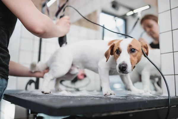 Grooming and bathing dogs. Caring for little friends.