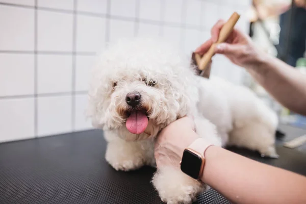 Toilettage des chiens et des petits animaux dans le salon de toilettage. — Photo