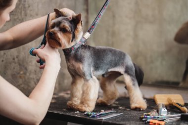 Bir köpeğin makasıyla son makas kesme işlemi. Bir köpek görünümünün namlusu
