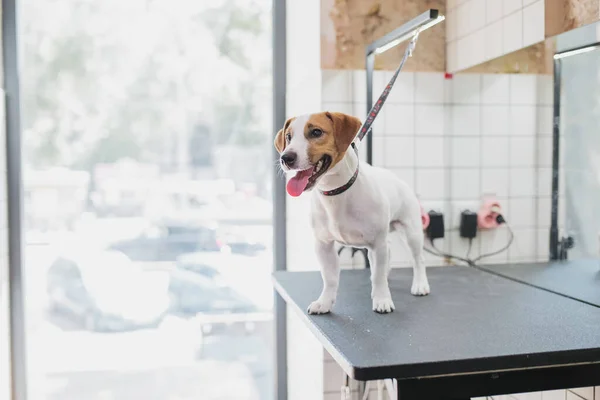 Kuaförde köpek ve küçük hayvanların tımarı.