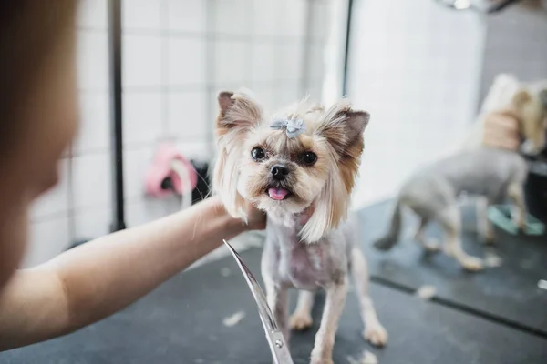 Maltesisk hund på grooming salong. Lilla leende hund. — Stockfoto