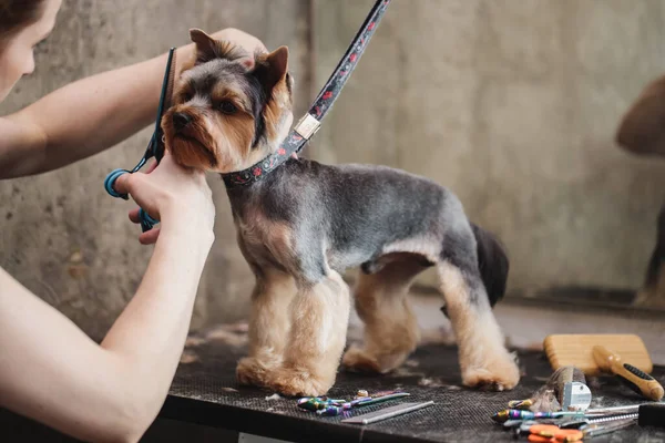 Bir köpeğin makasıyla son makas kesme işlemi. Bir köpek görünümünün namlusu