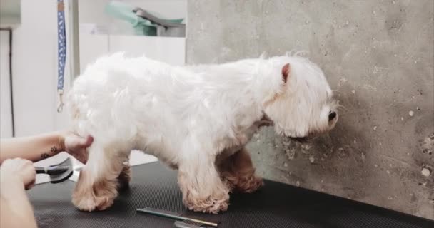 Suszenie i stylizacja sierści psa. — Wideo stockowe