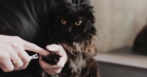 Kapsel van een zwarte kat in de salon. — Stockvideo