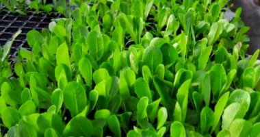 Bir serada marul fideleri