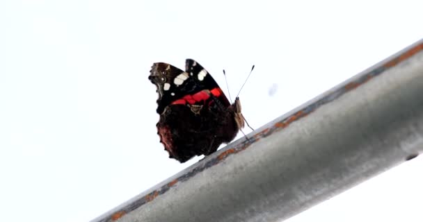 Mariposa en un tubo de metal — Vídeos de Stock