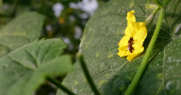 キュウリの花に蜂. — ストック動画