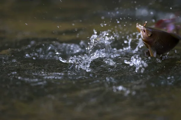 Grayling yaşıyorum. Thymallus. Nehri üzerinde yakaladı balıkçı Gölge balığı.