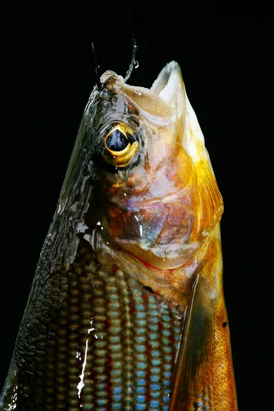 Grayling yaşıyorum. Thymallus. Nehri üzerinde yakaladı balıkçı Gölge balığı.
