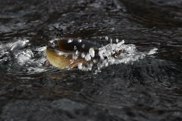 Grayling yaşıyorum. Thymallus. Nehri üzerinde yakaladı balıkçı Gölge balığı.