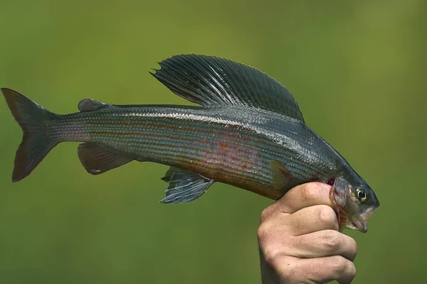 Grayling yaşıyorum. Thymallus. Nehri üzerinde yakaladı balıkçı Gölge balığı.