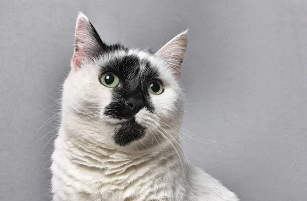 stüdyoda gri bir arka plan üzerinde oturan yeşil gözlü siyah ve beyaz kedi portresi