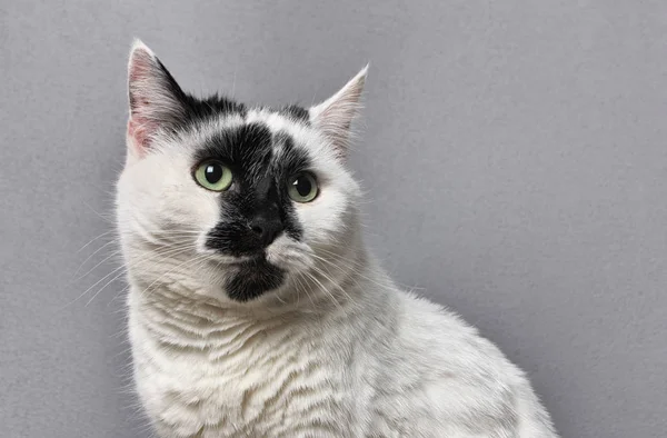 stüdyoda gri bir arka plan üzerinde oturan yeşil gözlü siyah ve beyaz kedi portresi