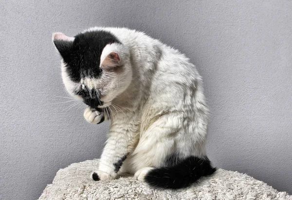 Studio gri bir arka plan üzerinde siyah ve beyaz kedi yıkar. Çok memnun bak