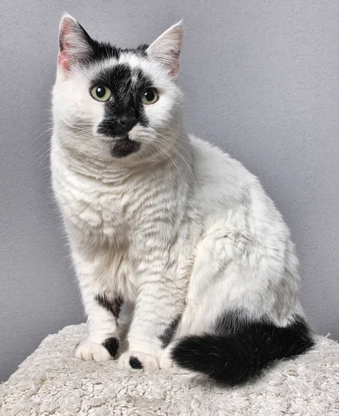 stüdyoda gri bir arka plan üzerinde oturan yeşil gözlü siyah ve beyaz kedi portresi