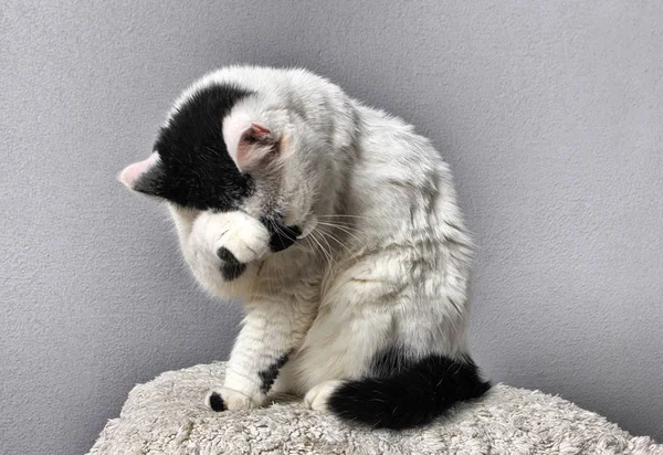 Studio gri bir arka plan üzerinde siyah ve beyaz kedi yıkar. Çok memnun bak